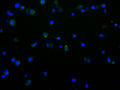 Immunofluorescence staining of THP-1 cell with CSB-RA995493A0HU at 1:50, counter-stained with DAPI. The cells were fixed in 4% formaldehyde and blocked in 10% normal Goat Serum. The cells were then incubated with the antibody overnight at 4°C. The secondary antibody was Alexa Fluor 488-congugated AffiniPure Goat Anti-Rabbit IgG(H+L) .