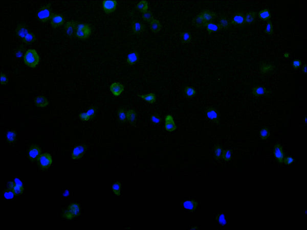 Immunofluorescence staining of THP-1 cell with CSB-RA995493A0HU at 1:50, counter-stained with DAPI. The cells were fixed in 4% formaldehyde and blocked in 10% normal Goat Serum. The cells were then incubated with the antibody overnight at 4°C. The secondary antibody was Alexa Fluor 488-congugated AffiniPure Goat Anti-Rabbit IgG(H+L) .