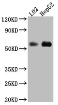 MAOB Antibody – Figure 1 of 3