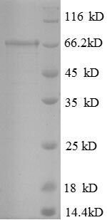 Recombinant Human Interleukin enhancer-binding factor 2 (ILF2) – Figure 1 of 1