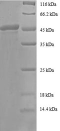 Recombinant Human ADP-ribosylation factor 4 (ARF4) – Figure 1 of 1