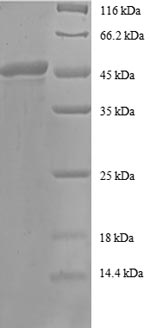 Recombinant Human ADP-ribosylation factor 4 (ARF4) – Figure 1 of 1