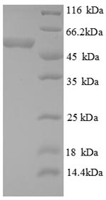 Recombinant Human Death domain-associated protein 6 (DAXX), partial – Figure 1 of 1