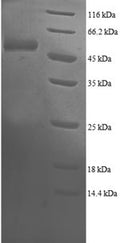 Recombinant Human Proteasome subunit beta type-4 (PSMB4) – Figure 1 of 1