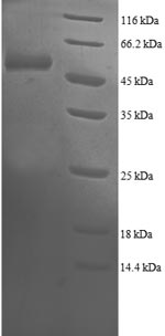 Recombinant Human Proteasome subunit beta type-4 (PSMB4) – Figure 1 of 1