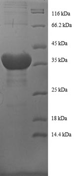 Recombinant Human Histone H2B type 1-C/E/F/G/I (H2BC4), partial – Figure 1 of 1