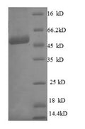 Recombinant Human ES1 protein homolog, mitochondrial (C21orf33) – Figure 1 of 1