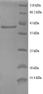 Recombinant Human 40S ribosomal protein S24 (RPS24), partial – Figure 1 of 1