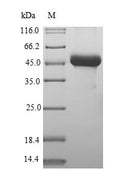 Recombinant Human Zinc finger protein 592 (ZNF592), partial – Figure 1 of 1