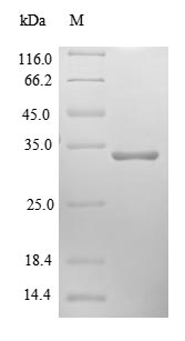 Recombinant Human Cytochrome b-c1 complex subunit 10 protein (UQCR11) – Figure 1 of 1