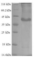 Recombinant Human Protein phosphatase 1 regulatory subunit 11 (PPP1R11) – Figure 1 of 1
