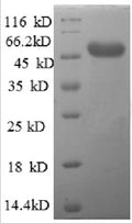 Recombinant Human AFG3-like protein 2 (AFG3L2), partial – Figure 1 of 1