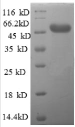 Recombinant Human AFG3-like protein 2 (AFG3L2), partial – Figure 1 of 1