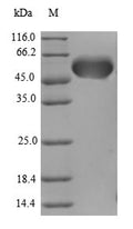 Recombinant Human Protein AATF (AATF), partial – Figure 1 of 1