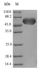 Recombinant Human Protein AATF (AATF), partial – Figure 1 of 1
