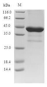 (Tris-Glycine gel) Discontinuous SDS-PAGE (reduced) with 5% enrichment gel and 15% separation gel.