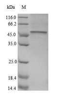 Recombinant Human CD40 ligand (CD40LG), partial – Figure 1 of 1