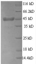 Recombinant Rat Thrombopoietin (Thpo), partial – Figure 1 of 1