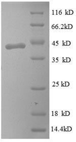 Recombinant Human Myelin P2 protein (PMP2) – Figure 1 of 1