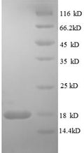 Recombinant Human Tumor necrosis factor receptor superfamily member 19L protein (RELT), partial – Figure 1 of 1