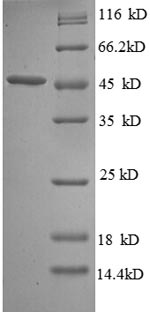 Recombinant Escherichia coli Probable diguanylate cyclase DgcQ (dgcQ), partial – Figure 1 of 1