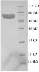 Recombinant Escherichia coli Inositol-1-monophosphatase (suhB) – Figure 1 of 1
