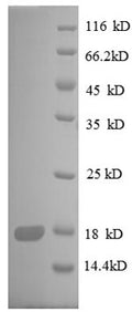 Recombinant Escherichia coli 30S ribosomal protein S8 (rpsH) – Figure 1 of 1