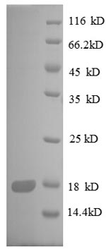 Recombinant Escherichia coli 30S ribosomal protein S8 (rpsH) – Figure 1 of 1