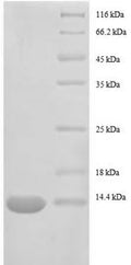 Recombinant Escherichia coli 30S ribosomal protein S15 (rpsO) – Figure 1 of 1