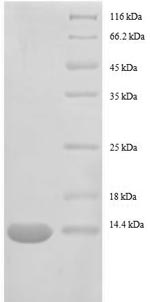 Recombinant Escherichia coli 30S ribosomal protein S15 (rpsO) – Figure 1 of 1
