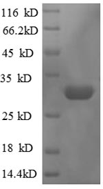 Recombinant Escherichia coli 50S ribosomal protein L36 (rpmJ) – Figure 1 of 1