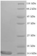 Recombinant Mouse C-C motif chemokine 9 (Ccl9), partial – Figure 1 of 1