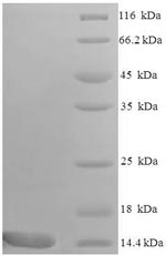 Recombinant Mouse C-C motif chemokine 9 (Ccl9), partial – Figure 1 of 1