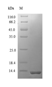 Recombinant Mouse C-C motif chemokine 12 (Ccl12) – Figure 1 of 1