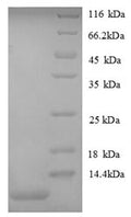 Recombinant Mouse Growth-regulated alpha protein (Cxcl1), partial – Figure 1 of 1
