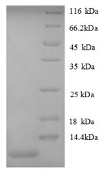 Recombinant Mouse Growth-regulated alpha protein (Cxcl1), partial – Figure 1 of 1