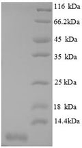 Recombinant Mouse C-X-C motif chemokine 3 protein (Cxcl3) – Figure 1 of 1