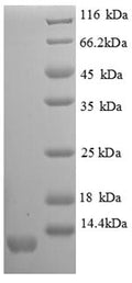 Recombinant Mouse C-X-C motif chemokine 11 (Scyb11), partial – Figure 1 of 1