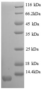 Recombinant Mouse C-X-C motif chemokine 11 (Scyb11), partial – Figure 1 of 1