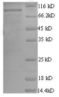 Recombinant Escherichia coli ATP-dependent DNA helicase rep (rep) – Figure 1 of 1