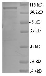 Recombinant Escherichia coli ATP-dependent DNA helicase rep (rep) – Figure 1 of 1