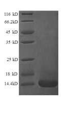 Recombinant Human Lymphotactin protein (XCL1) – Figure 1 of 1