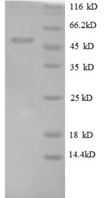 Recombinant Human Oncostatin-M (OSM) – Figure 1 of 1