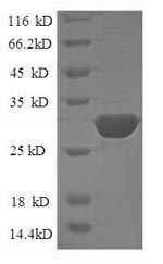 Recombinant Human Signal transducer CD24 (CD24) – Figure 1 of 1