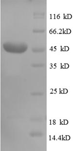 Recombinant Human CD320 antigen (CD320), partial – Figure 1 of 1