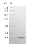 Recombinant Human 10KDA heat shock protein, mitochondrial (HSPE1) – Figure 1 of 1