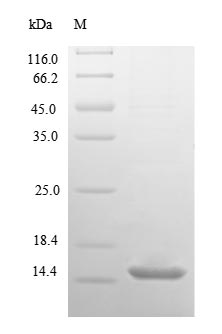 Recombinant Human 10KDA heat shock protein, mitochondrial (HSPE1) – Figure 1 of 1