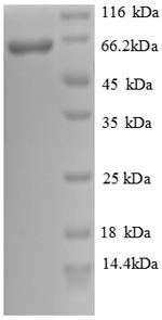 Recombinant Human Cadherin-12 (CDH12), partial – Figure 1 of 1