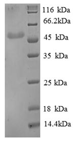 Recombinant Human Beta-enolase (ENO3), partial – Figure 1 of 1