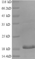 Recombinant Human CCAAT/enhancer-binding protein gamma (CEBPG), partial – Figure 1 of 1